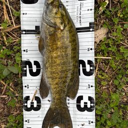 スモールマウスバス