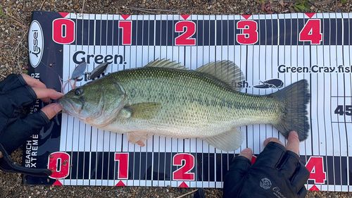 ブラックバスの釣果