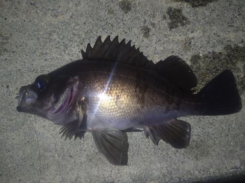 メバルの釣果