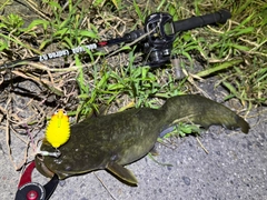 ナマズの釣果