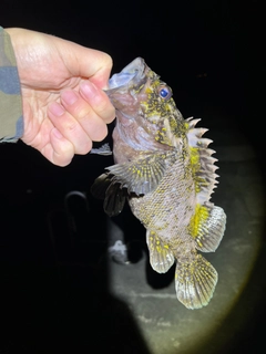 オウゴンムラソイの釣果
