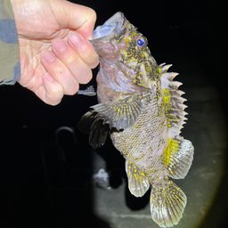 オウゴンムラソイ