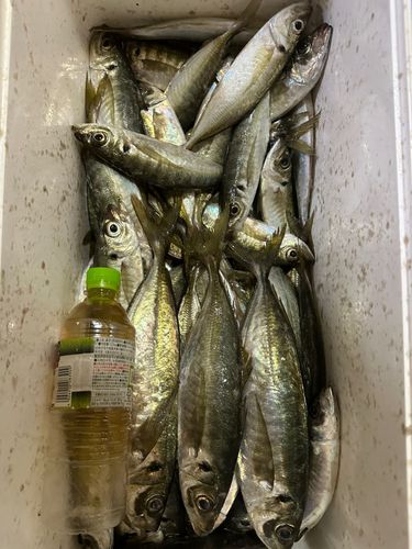アジの釣果