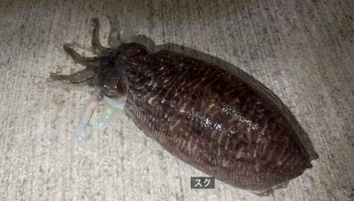コウイカの釣果