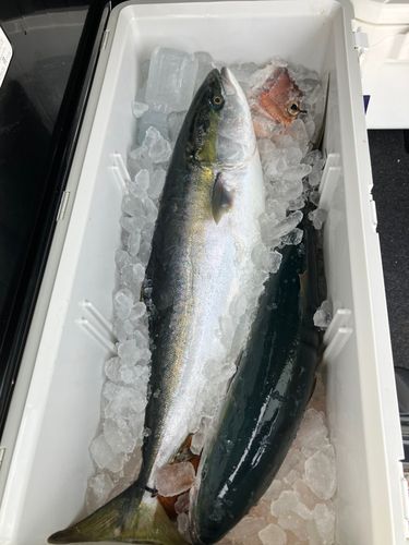 ブリの釣果