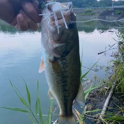 ラージマウスバス