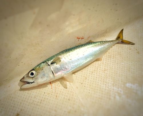 サバの釣果