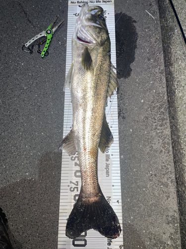 シーバスの釣果