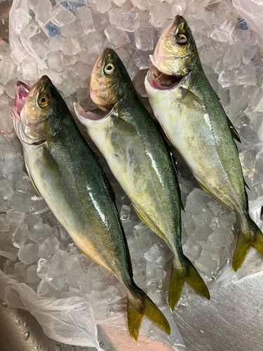 ワカシの釣果