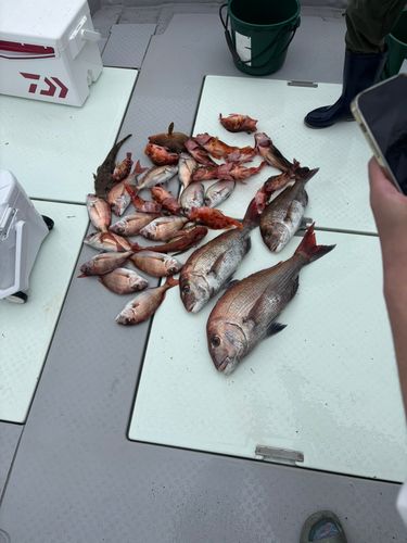 タイの釣果