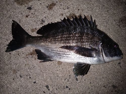 クロダイの釣果