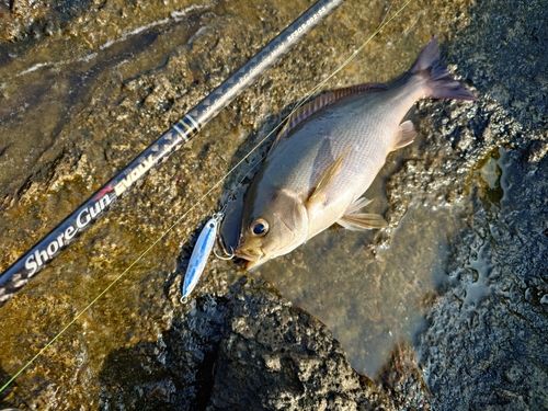 イサキの釣果