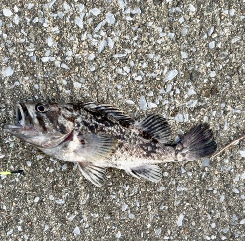 クロソイの釣果