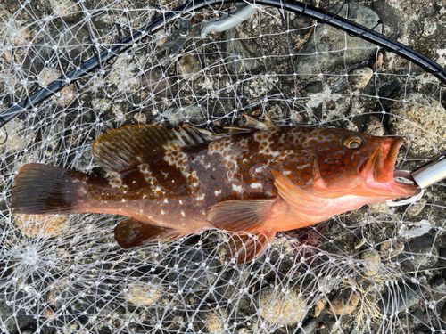 キジハタの釣果