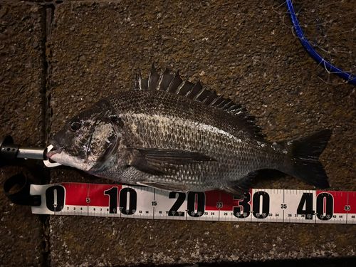 クロダイの釣果