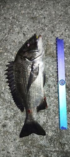 クロダイの釣果