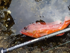 アカハタの釣果