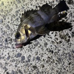 メバル