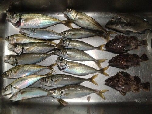 釣果