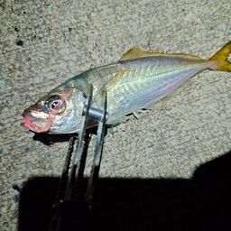 アジ