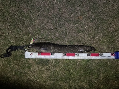 ニホンナマズの釣果