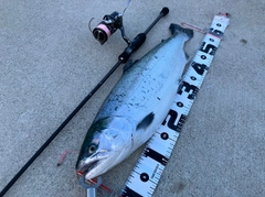 ギンザケの釣果