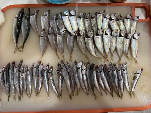 アジの釣果