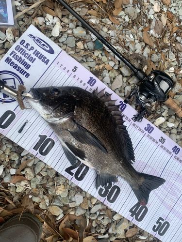 チヌの釣果
