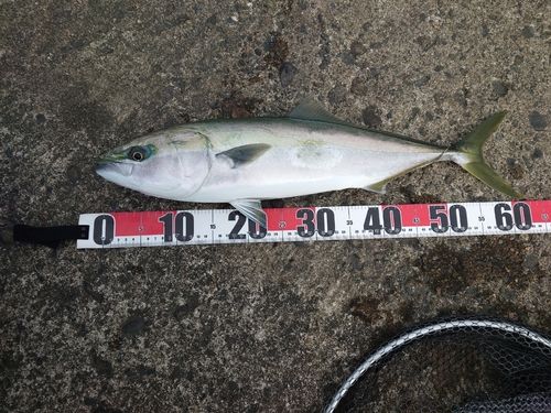 フクラギの釣果