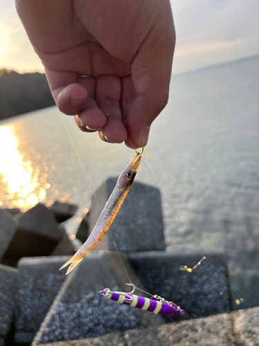 カマス