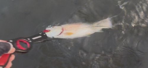 アメマスの釣果