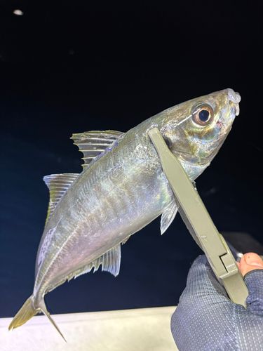 マアジの釣果
