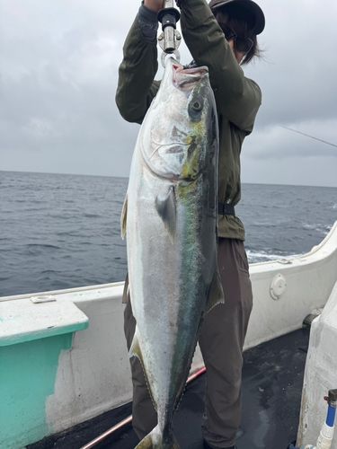 ブリの釣果