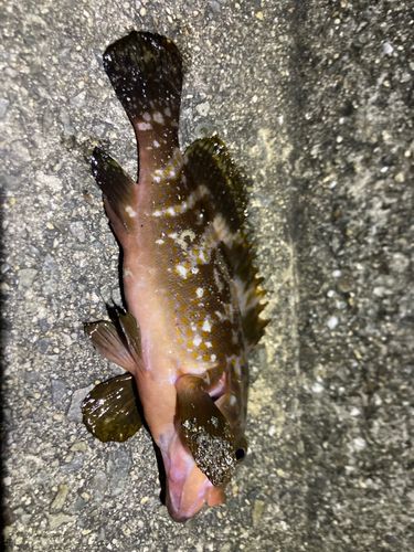 アコウの釣果