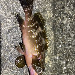 アコウ