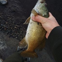 スモールマウスバス