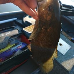 スモールマウスバス