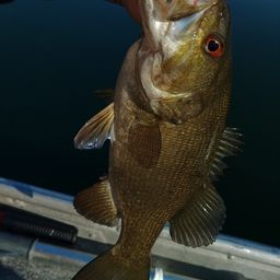 スモールマウスバス