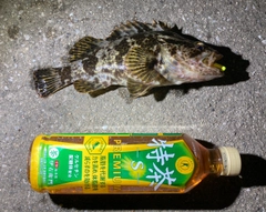 タケノコメバルの釣果