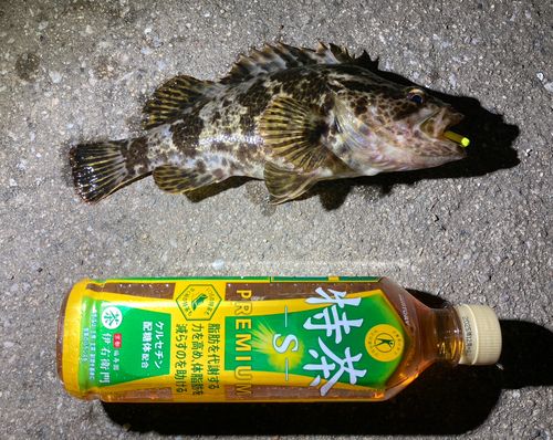 タケノコメバルの釣果