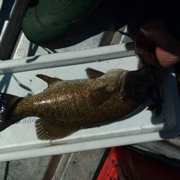 スモールマウスバス