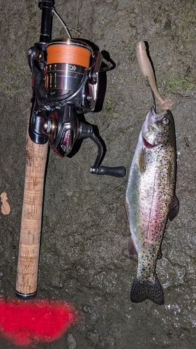 ニジマスの釣果