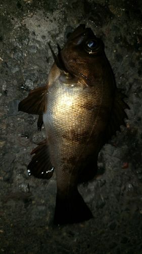 アカメバルの釣果