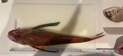 ホウボウの釣果