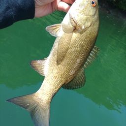 スモールマウスバス