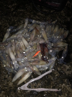 マメイカの釣果