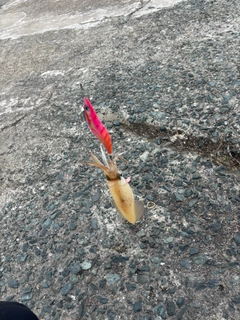 ヤリイカの釣果