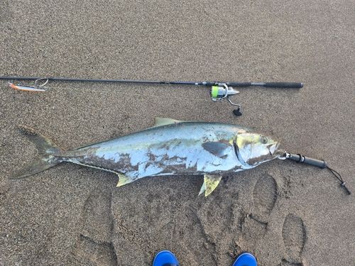 ヒラマサの釣果