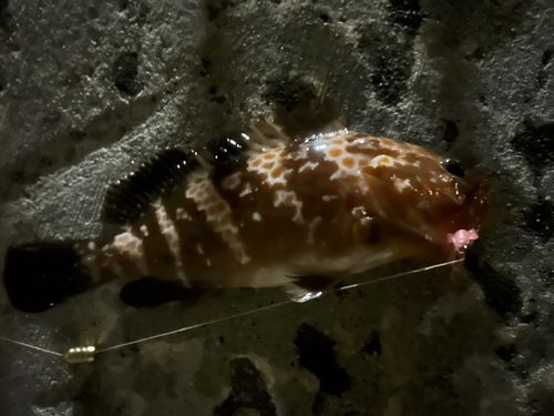キジハタの釣果