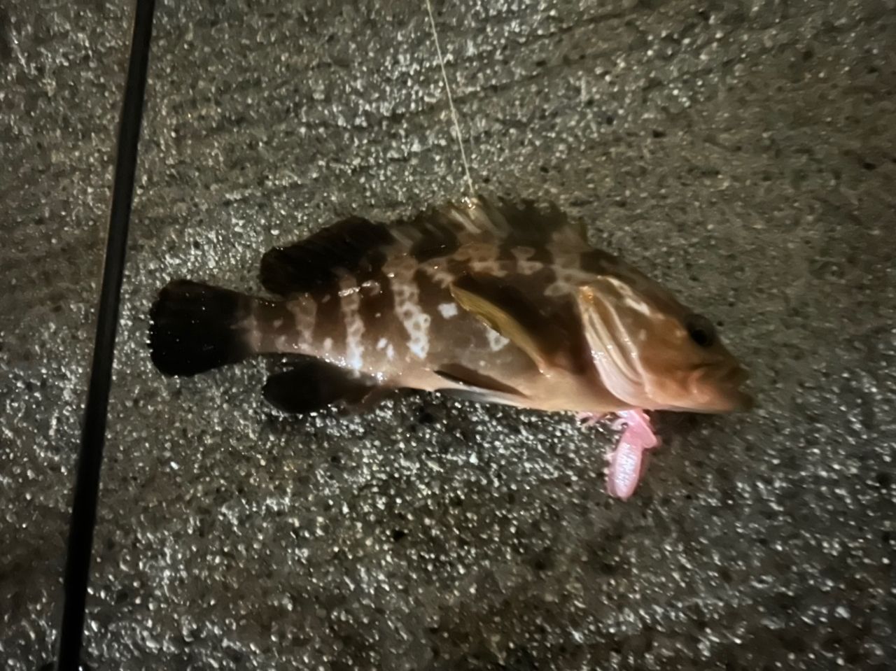 キジハタ